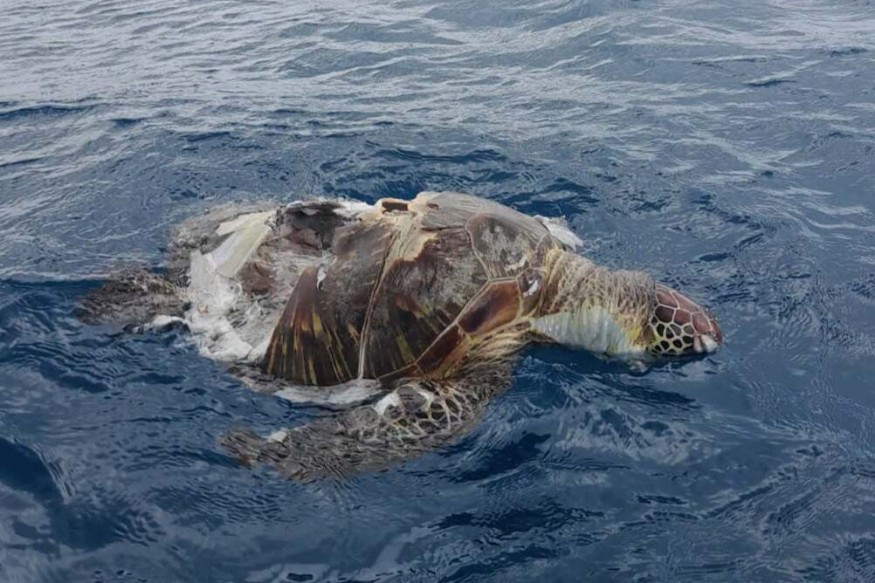 Protection de la faune : Te Mana O Te Moana demande aux usagers de la mer de réduire leur vitesse | 23.6 Radio